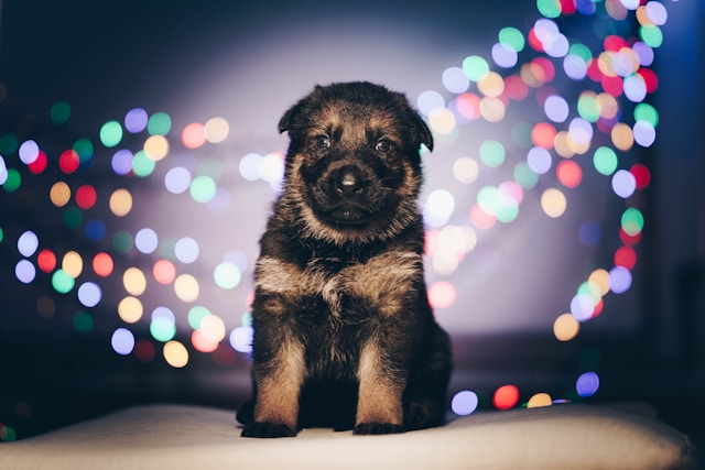 Your Guide to Choosing the Perfect Alsatian Shepherd Puppy
